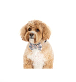 Dog Collar & Bow tie