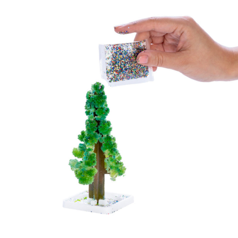 Grow Your own Christmas Tree