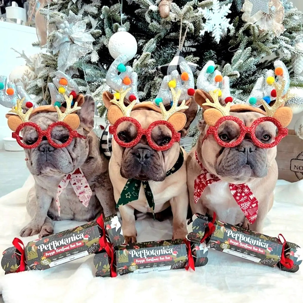 Doggie Christmas Bon Bon/Cracker